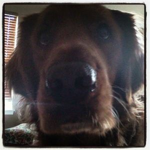 Meet your Posher, Laurie